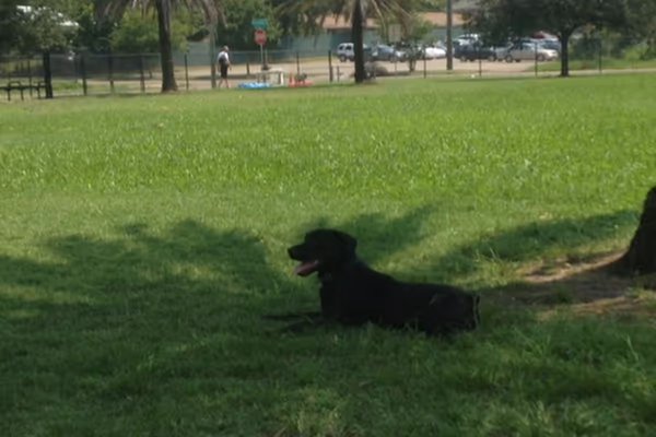Springfield Dog Park